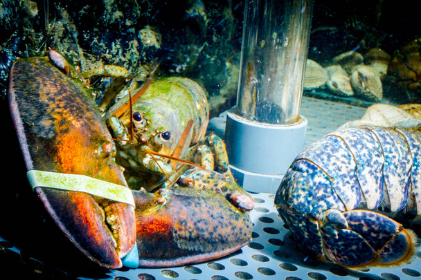 Aragosta colorata in vendita, crostacei marini all'interno dell'acquario in un
 - Foto, immagini