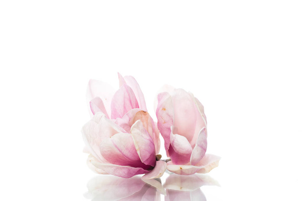 spring beautiful blooming magnolia on a white - Φωτογραφία, εικόνα