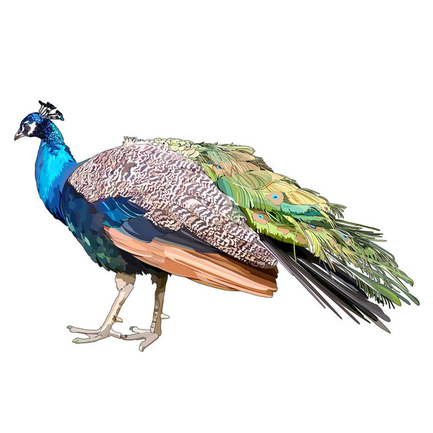 peacock - Vektör, Görsel