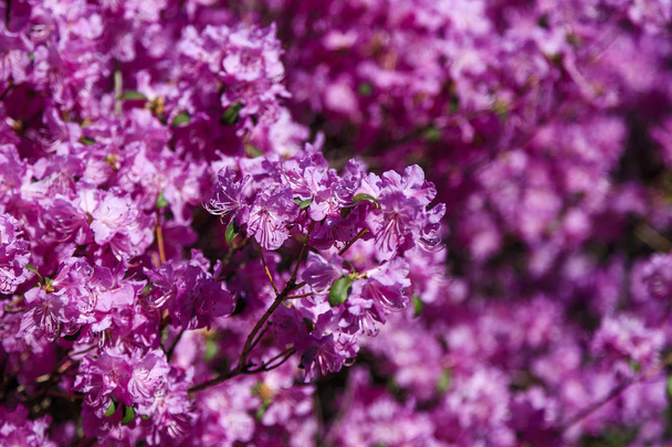 Blurred photo of bush of purple flowers. Blooming blossom background.  Spring garden in bloom on sunny day. Soft focus floral photography. Shallow depth of field. - Foto, Imagem