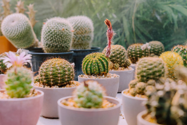 Variété de petits cactus et plantes succulentes dans divers pots pour décorer dans les cafés
 - Photo, image