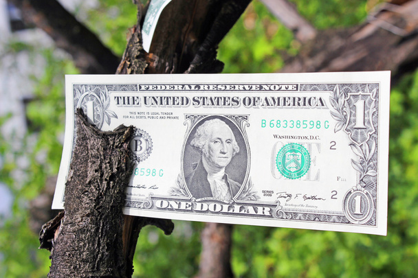 Strom peněz - Fotografie, Obrázek