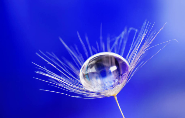Dandelion seed with drop of water or dew - Фото, изображение
