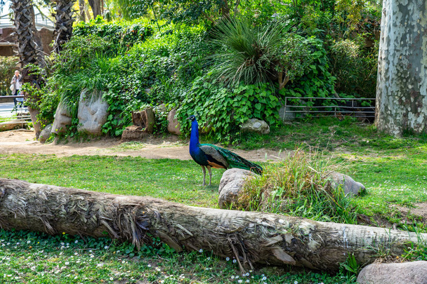 Indian Peafowl (Pavo cristatus) in Barcelona Zoo - Fotografie, Obrázek
