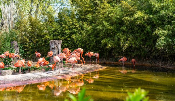 American chilean flamingo (Phoenicopterus chilensis ruber) in Barcelona Zoo - Φωτογραφία, εικόνα