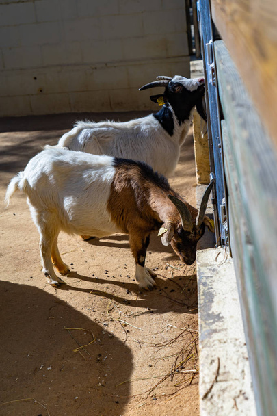 Goat (Capra aegagrus hircus) in zoo Barcelona - Photo, Image