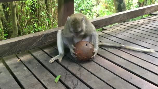 Large monkey macaque drinks coconut juice from a green large coconut, 4k footage video - Materiał filmowy, wideo