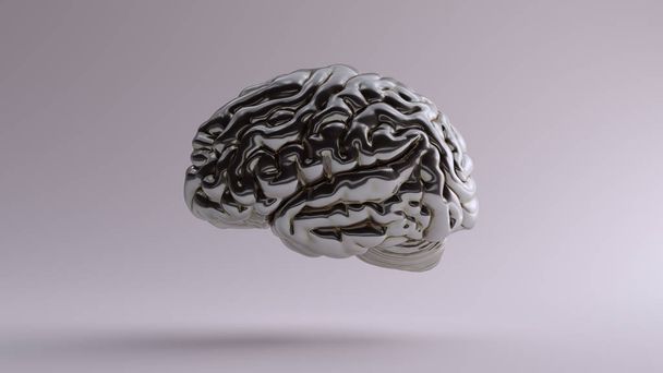 シルバー解剖学的脳トップ3Dイラスト3Dレンダリング - 写真・画像