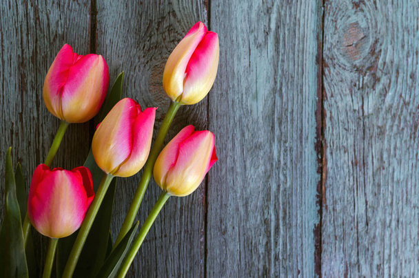 Row of pink tulips against a blue background with space for the text. Festive flower background for a Mother's Day or other celebration. - Foto, imagen
