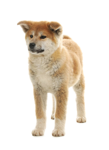 Cute akita inu puppy isolated on white - Valokuva, kuva