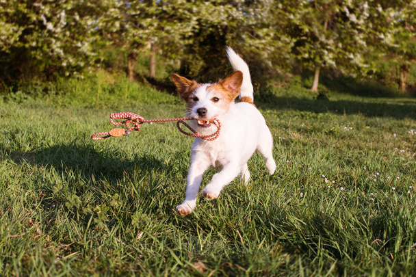 FUNNY DOG RUNNING AND HOLDING  A COLORFUL LEASH WITH ITS MOUTH A - Fotografie, Obrázek