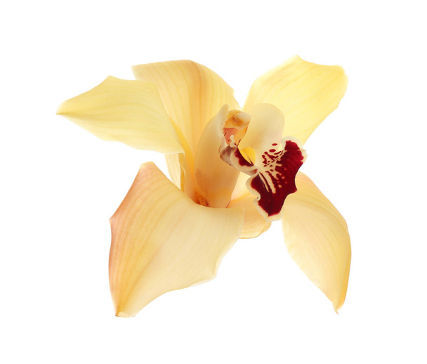 Beautiful tropical orchid flower on white background - Fotografie, Obrázek