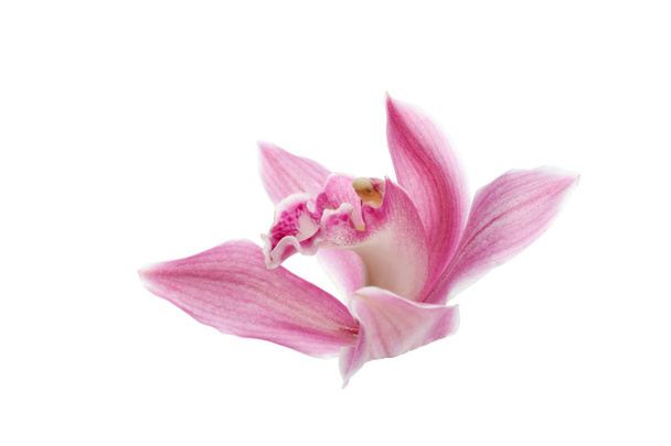 Beautiful tropical orchid flower on white background - 写真・画像