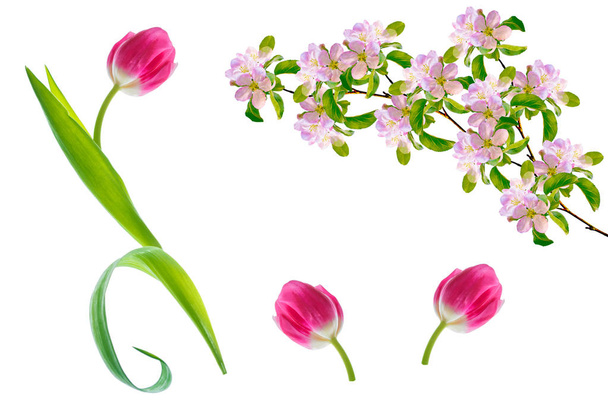 spring flowers tulips  - Foto, imagen
