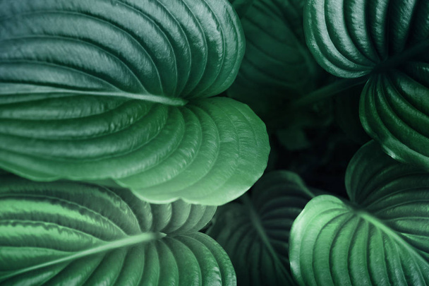  liść, abstrakcyjna Zielona tekstura. Zielone liście tło - Zdjęcie, obraz