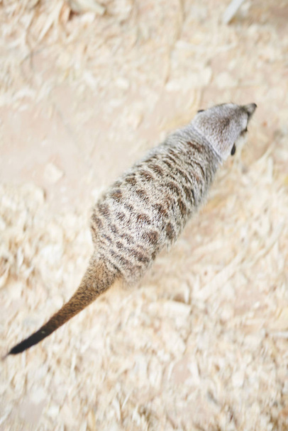 Meerkat gris huele aserrín de madera
 - Foto, imagen