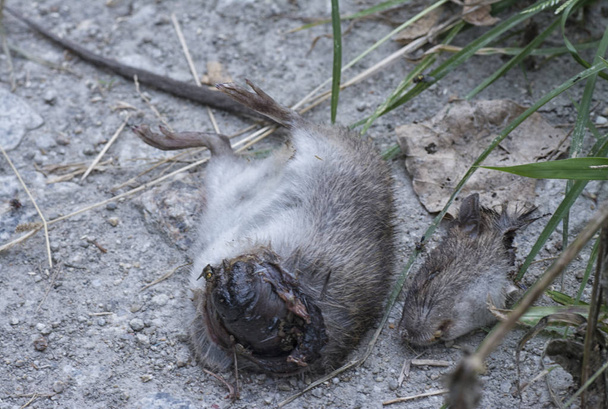 dead behead mouse found my the roadside - Photo, Image