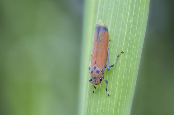 Primer plano del insecto sentado en la hoja de la planta verde
 - Foto, Imagen