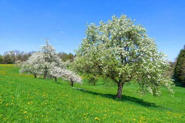 Árboles frutales florecientes en un prado inclinado con dientes de león amarillos en primavera
 - Foto, imagen