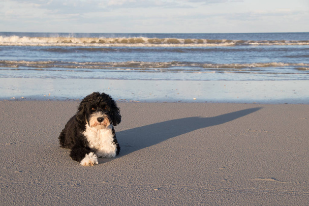 pes odpočíváš na pláži - Fotografie, Obrázek
