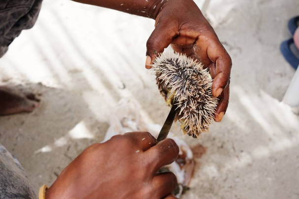 The fisherman cuts off a sea urchin from above - Photo, Image