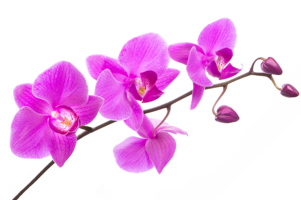 mooie paarse Phalaenopsis orchidee bloemen, geïsoleerd op wit  - Foto, afbeelding