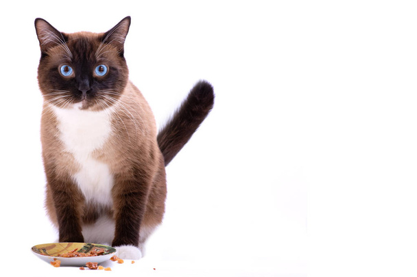 Scarpa da neve marrone ritratto gatto siamese che mangia cibo dalla ciotola, isolato su bianco
 - Foto, immagini