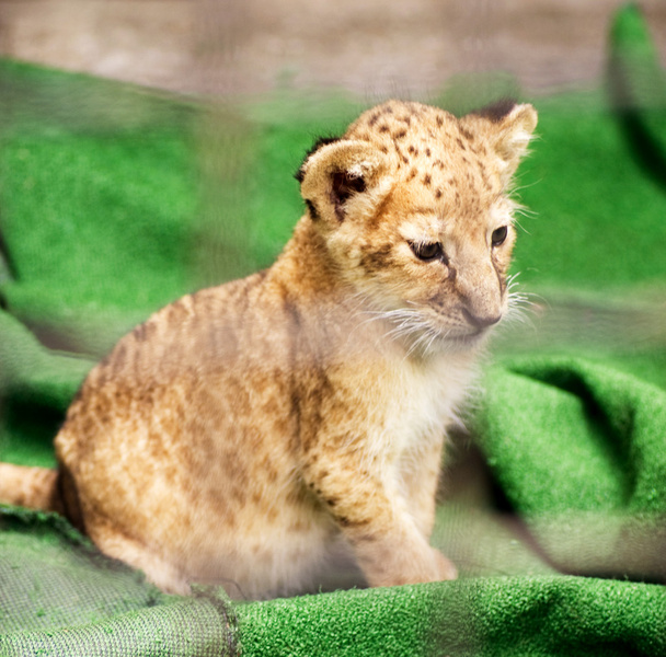 Leopardenbaby sitzt auf grünem Teppich - Foto, Bild