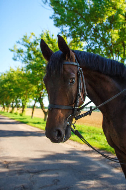 Portrait of a horse close-up against a blue sky and road - Fotó, kép