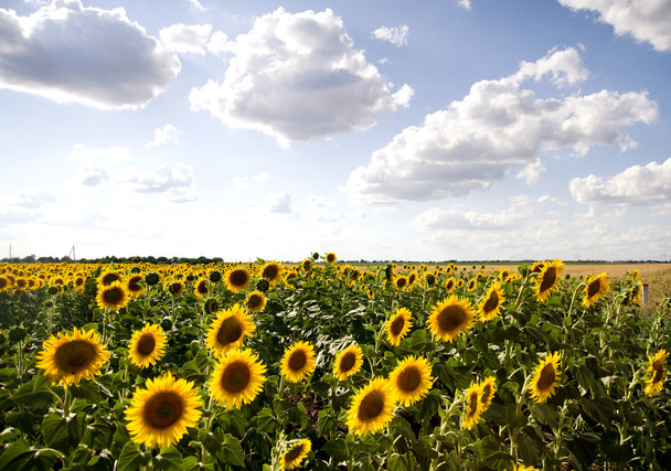 slunečnicová pole - Fotografie, Obrázek