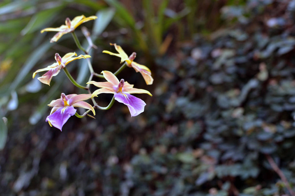Vibrant yellow and violet tropical orchied - Photo, Image