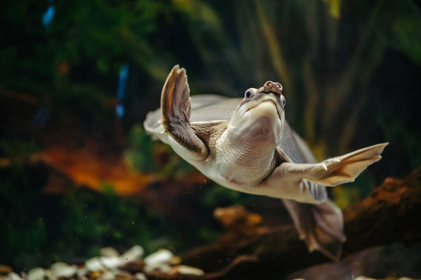 carettochelys insculpta. schwimmt die fröhliche Schildkröte unter Wasser. Lustige Tiere. - Foto, Bild