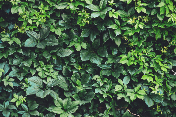 Cobertura de grandes hojas verdes en primavera. Valla verde de partenocissus henryana. Fondo natural de las uvas jóvenes. Textura floral de partenocissus inserta. Rico verdor. Plantas en jardín botánico
. - Foto, Imagen