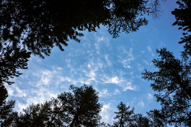 Vista in basso di cielo limpido attraverso i crones degli alberi di conifere. Sfondo di silhouette di foresta di conifera atmosferica scura con spazio copia
. - Foto, immagini