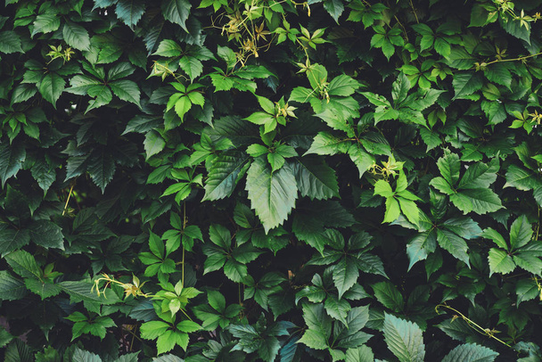 Sebe de grandes folhas verdes na primavera. Cerca verde de parthenocissus henryana. Fundo natural de uvas femininas. Textura floral de inserta de partenso. Verdura rica. Plantas no jardim botânico
. - Foto, Imagem