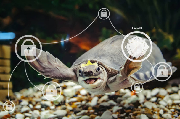 amüsante Schildkröte klicken Sie auf Touchscreen auf blauem Hintergrund der Matrix mit Kopierraum. Lustiges Tier in virtueller Realität aus nächster Nähe. Firewall-Management im Netzwerk. erstaunliche glückliche Schildkröte mit digitaler Schnittstelle. - Foto, Bild