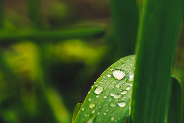 Ярко сияющая зеленая трава с каплями росы крупным планом с копировальным пространством. Чистая, приятная, красивая зелень с каплями дождя на солнце в макросе. Фон из зеленых текстурированных растений в дождь
. - Фото, изображение