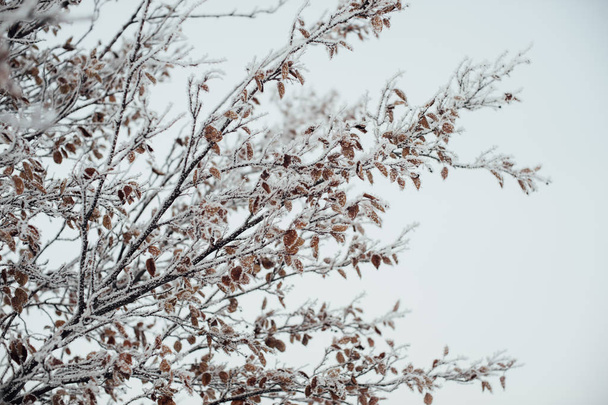 Hoarfrost copriva i rami degli alberi contro il cielo. Autunno congelato
.  - Foto, immagini