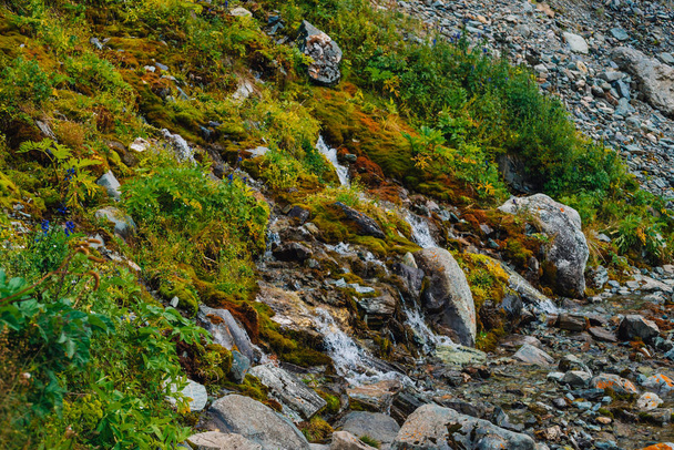 Богатая флора высокогорья. Красный и зеленый мхи, красочные растения, лишайники, небольшой водопад из породы. Весенняя вода на склоне горы. Удивительный природный фон с красивой растительностью гор
. - Фото, изображение
