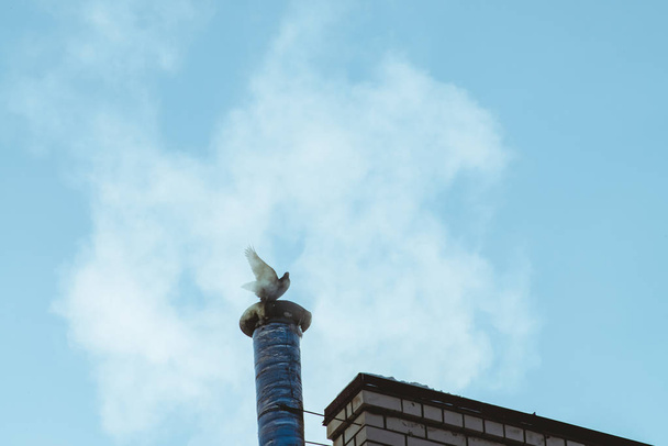 コピースペースと蒸気や煙の雲の明るい青空の上の煙突に鳩。小さな鳩が翼を振った。パイプ上の鳥のシルエットと屋根の上の明確な天国からの美しい背景. - 写真・画像
