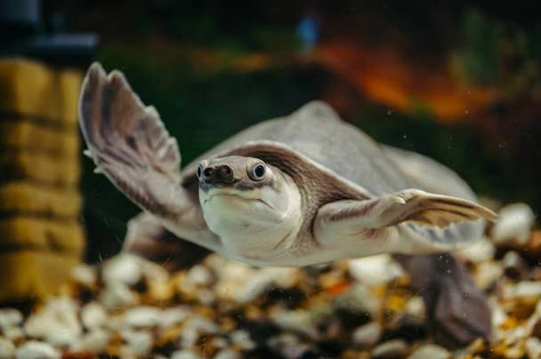 carettochelys insculpta. schwimmt die fröhliche Schildkröte unter Wasser. Lustige Tiere. - Foto, Bild