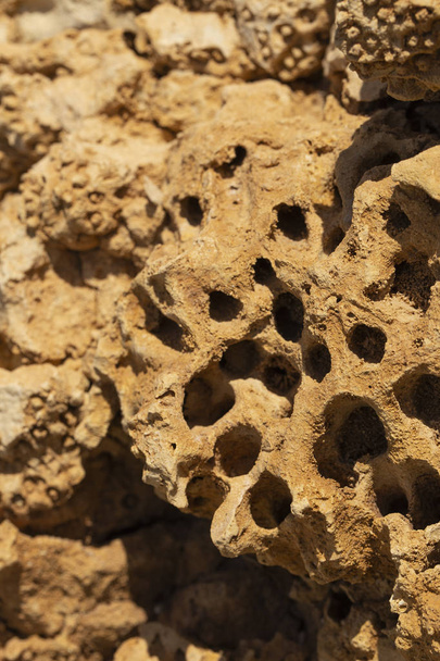 Corales fósiles del Mar Rojo. Criaturas antiguas, convertidas en piedra. - Foto, Imagen