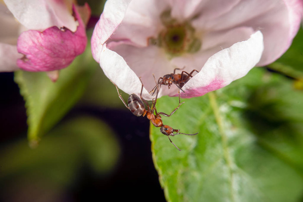 Red wood ant on a  wild aple  - Photo, Image
