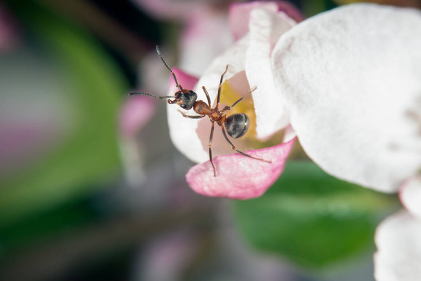 Rode houten mier op een wild aple  - Foto, afbeelding