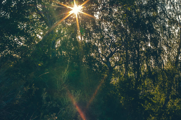 O sol brilhante brilha através de ramos de árvores. Paisagem incomum com raios e hotspot do sol. Bela silhueta de ramos de árvores em retroiluminação. Luz solar através da floresta
. - Foto, Imagem