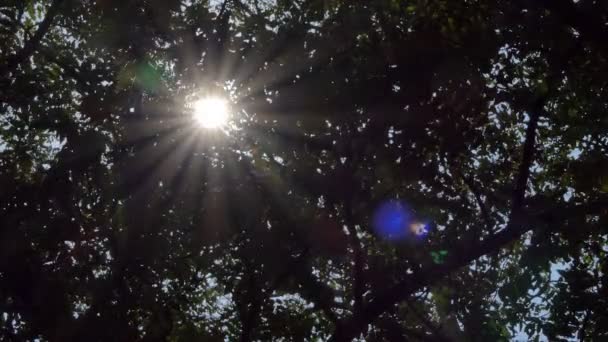 Fény a trópusi esőerdők fáján keresztül. - Felvétel, videó