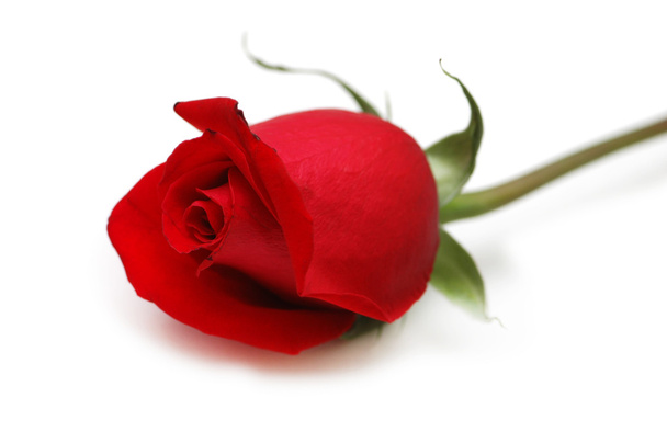 Красная роза изолирована на белом
 - Фото, изображение