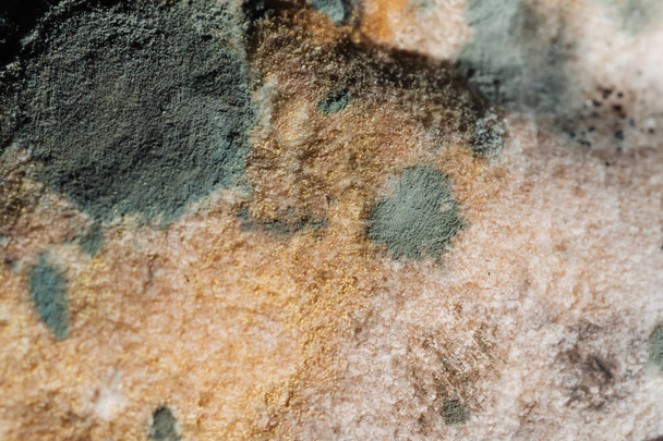зіпсований пліснявий старий хліб зі спорами грибного макросу
 - Фото, зображення