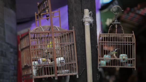 Pássaro enjaulado batendo em torno de gaiola de madeira para venda na rua
 - Filmagem, Vídeo