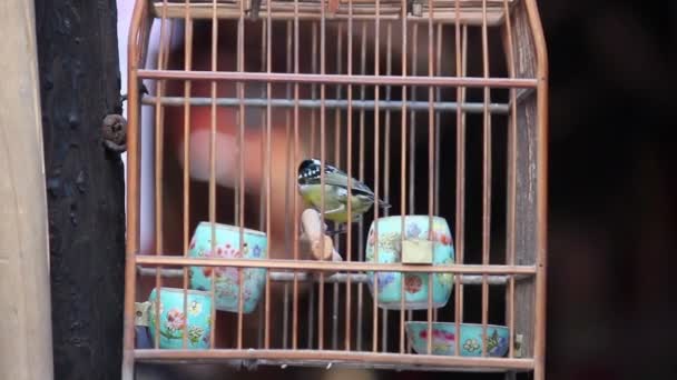 Pájaro enjaulado revoloteando en jaula de madera para la venta en Street
 - Metraje, vídeo